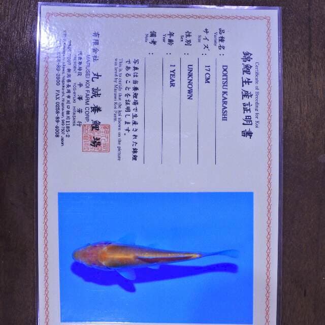 Doitsu Karashi (Marusei) 17 cm. Import dan sertifikat