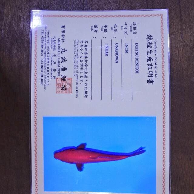 Doitsu Benigoi (Marusei) 16 cm. Import dan sertifikat