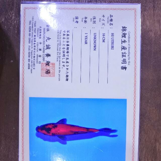 Hi utsuri (Marusei) 16 cm. Import dan sertifikat