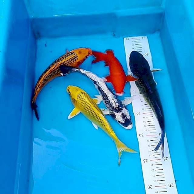 Mix penjinak kolam