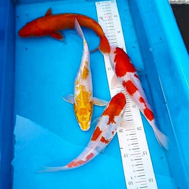 Mix 27-28cm