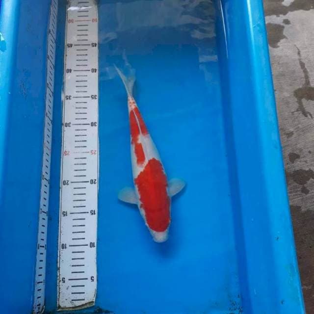 SANDAN KOHAKU 