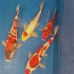 Mix showa, tancho doitsu, sanke doitsu