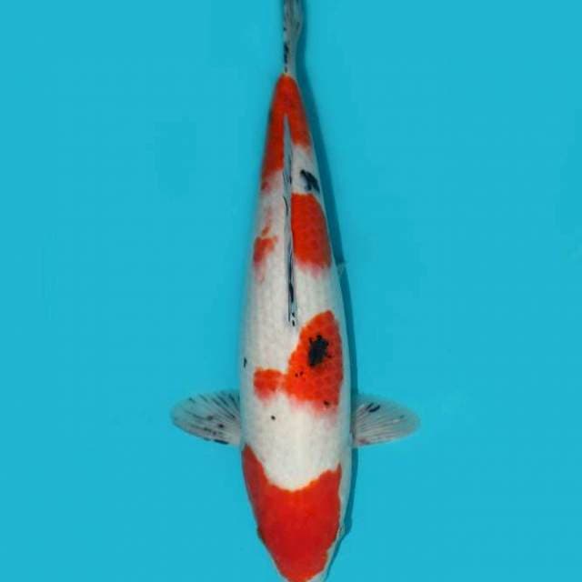 SANKE 38 CM