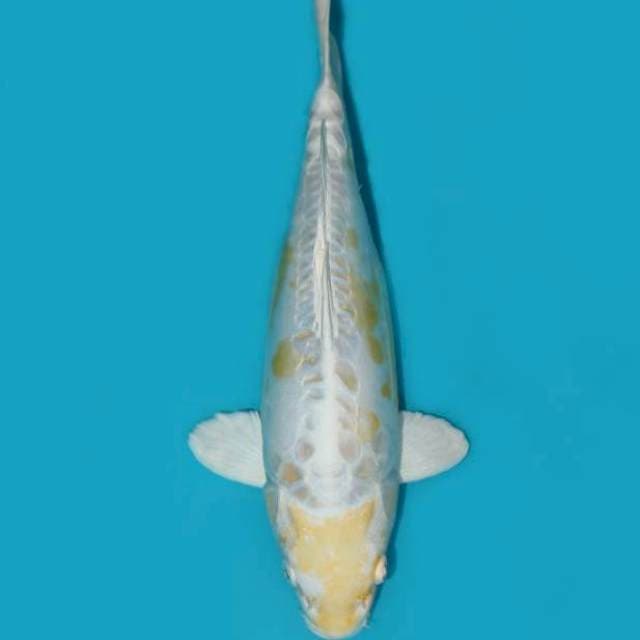 DOITSU HARIWAKE 35 CM