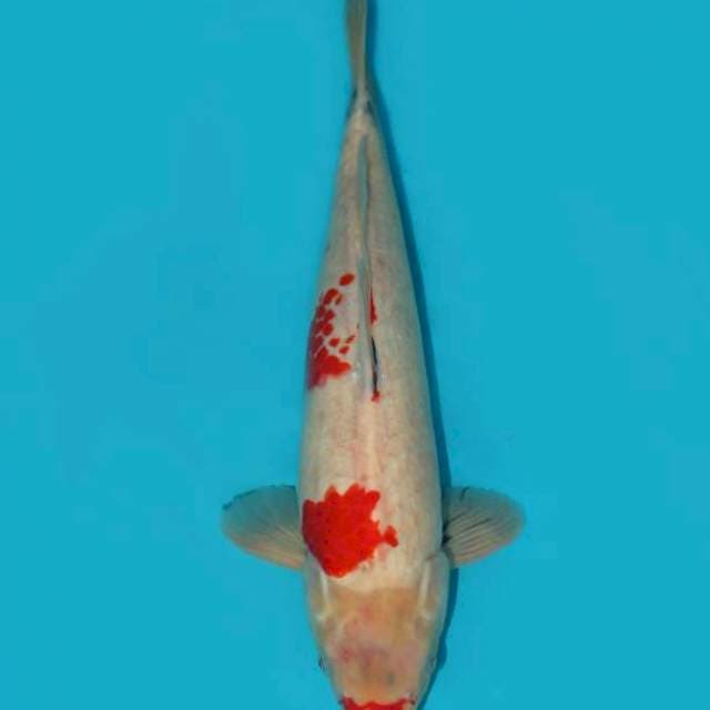 KINDAI SHOWA TATEGOI PEJANTAN 37 CM
