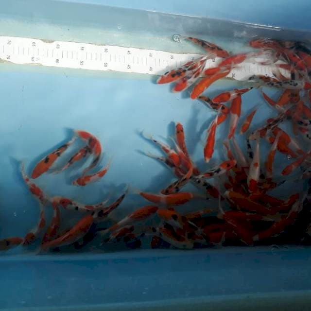 115 ekor.11-15CM