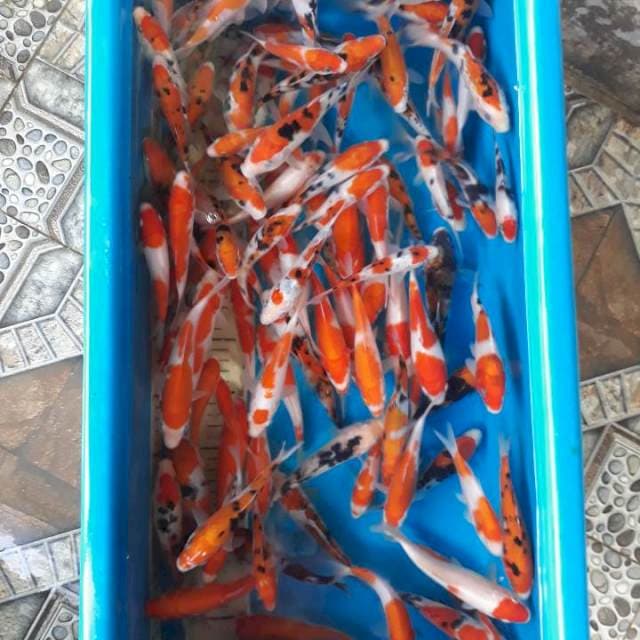 115 ekor.11-15CM