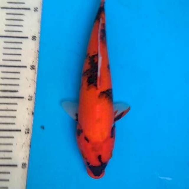 Hi showa 30cm 