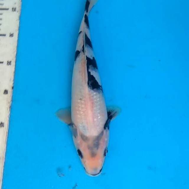 Shiro 29cm