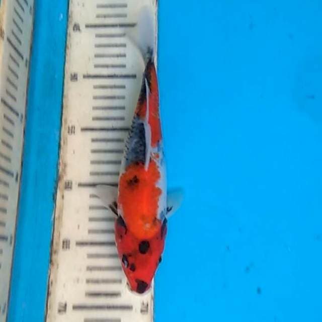 Showa 24cm