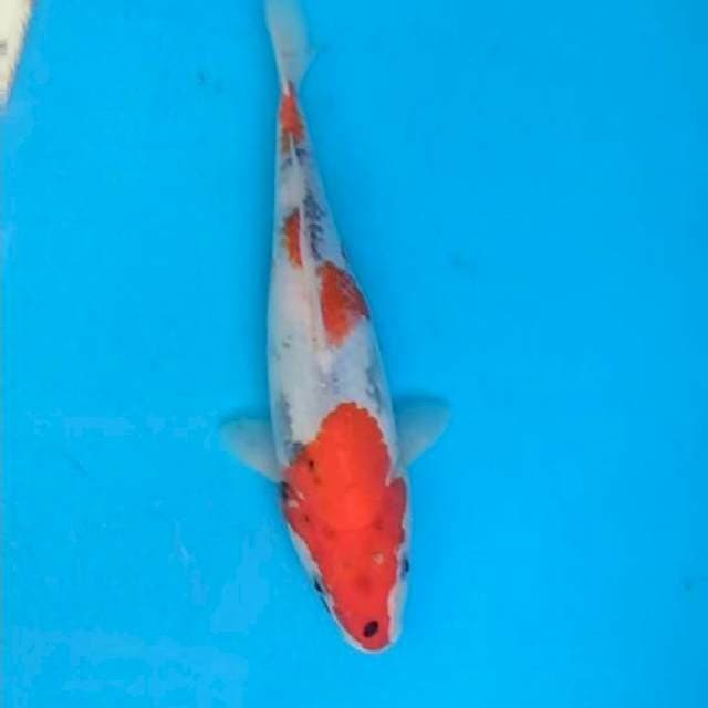 Showa 27cm