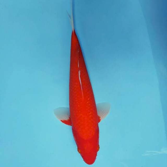 ASAHI ~ AKA HAJIRO ™