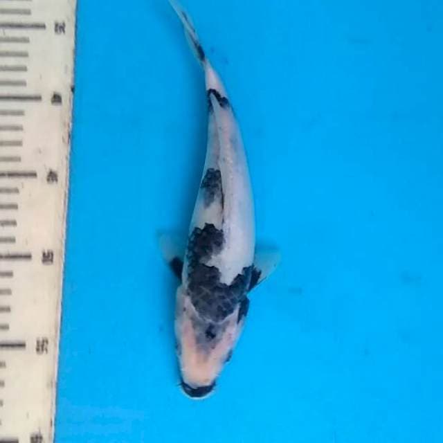 Shiro 23cm