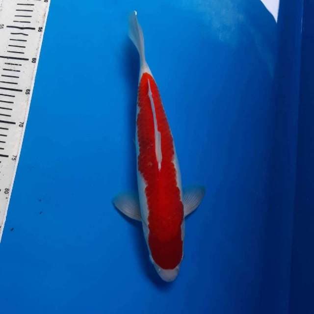 KOHAKU BENDERA INDONESIA 