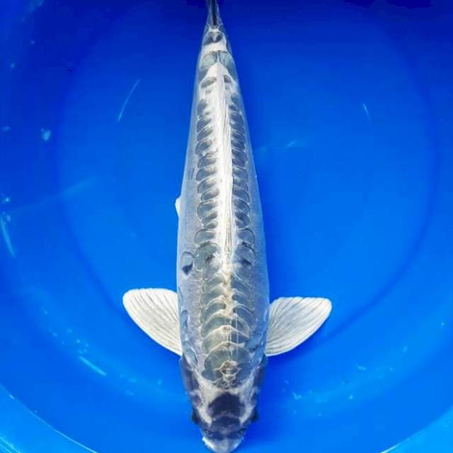 Kawarimono Bakat Jumbo