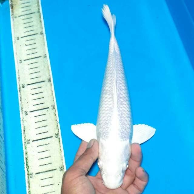 Platinum putih bersih 30cm.