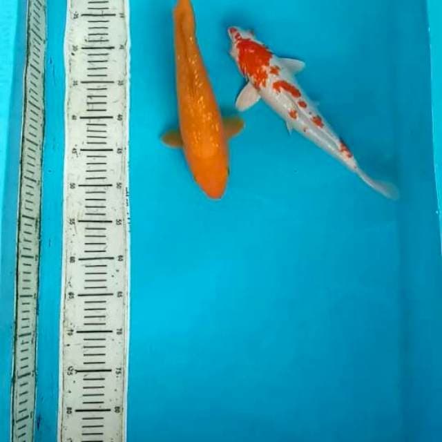 Mik koi antik 33-34cm