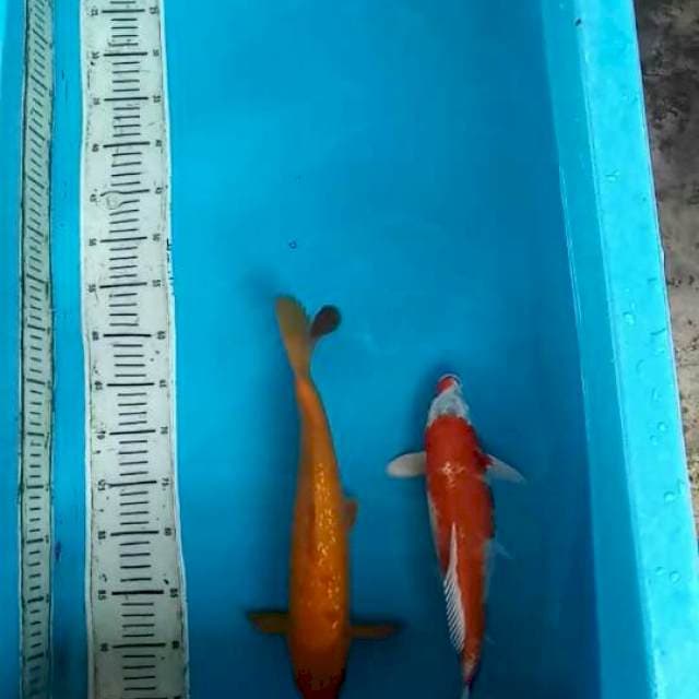 Mik koi antik 35-38cm