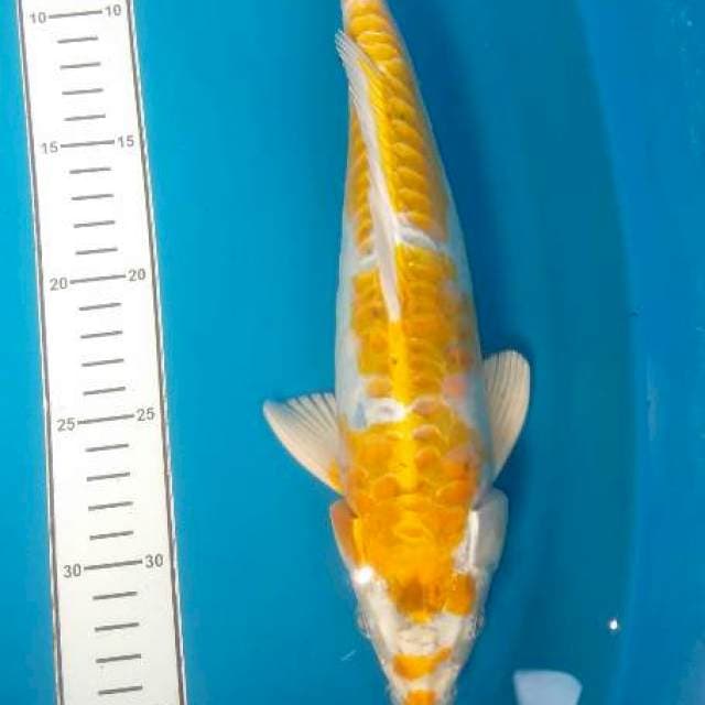 Kiko 3 step