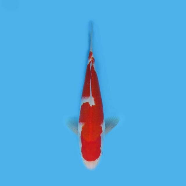 BKS ( kohaku 25 cm )