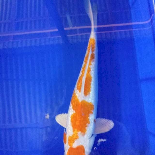 Hariwake 32cm