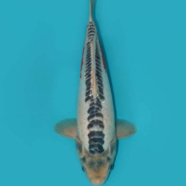 SHUSUI 33 CM