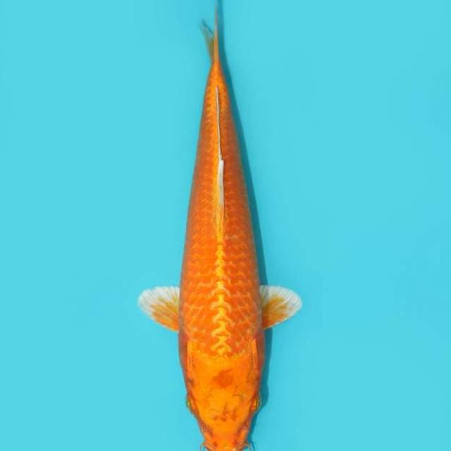 ORENJI OGON 24 CM
