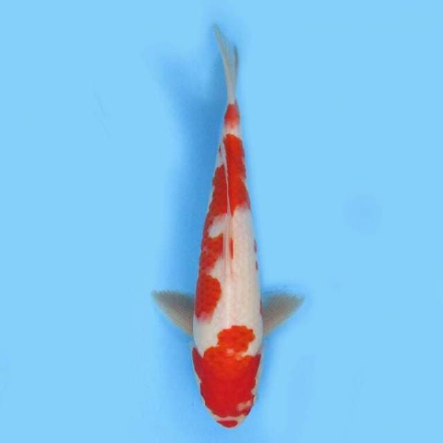 BKS ( kohaku 33 cm)