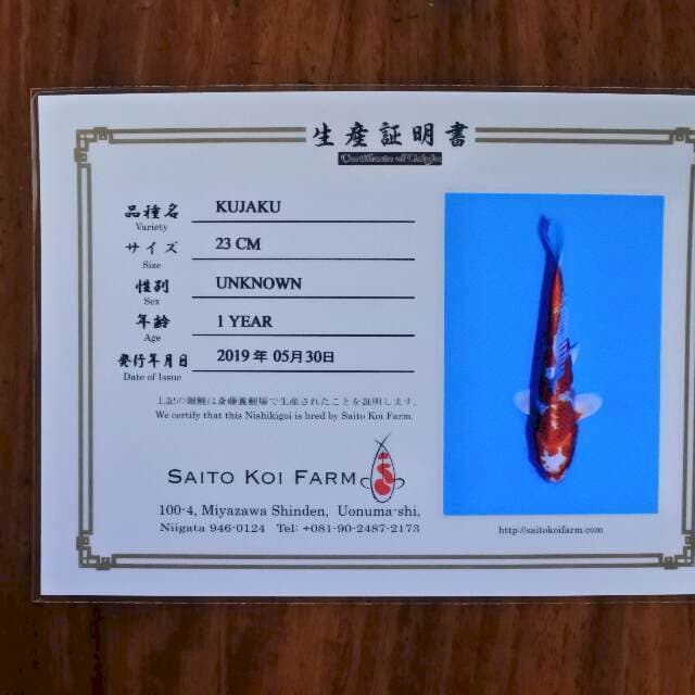 Kujaku (saito) 23 cm. Import dan sertifikat