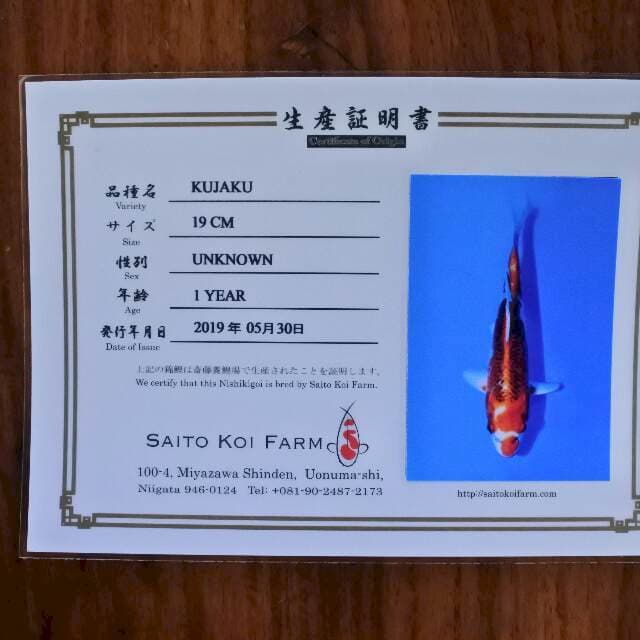 Kujaku (Saito) 19 cm. Import dan sertifikat