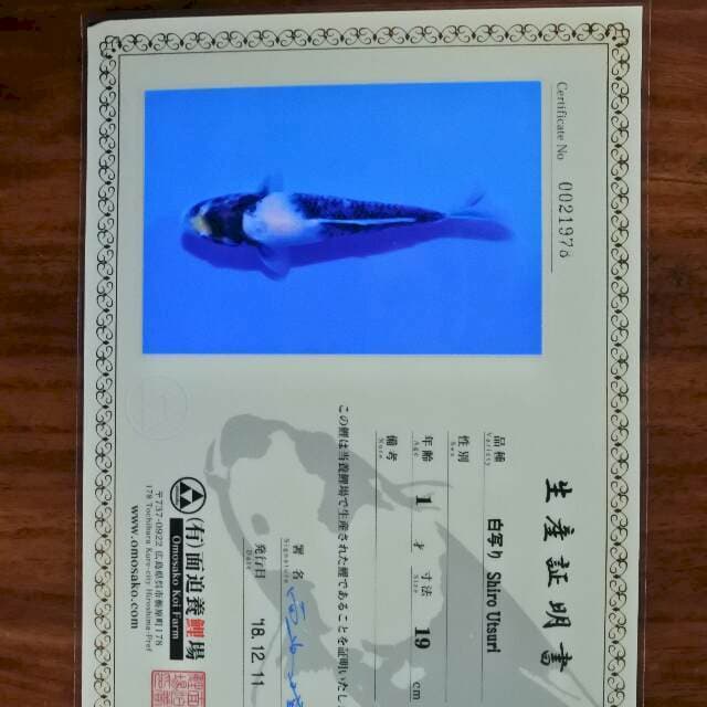Shiro utsuri ( Omosako ) 19 cm. Import dan sertifikat