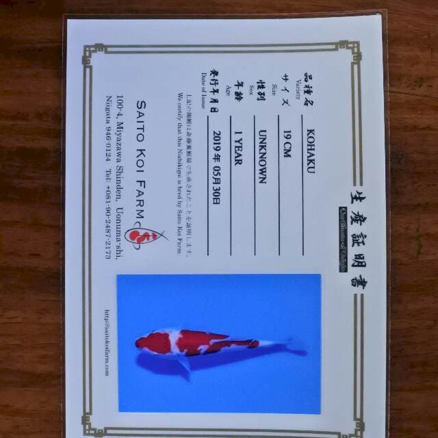 Kohaku ( Saito) 19 cm. Import dan sertifikat