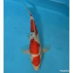 Sanke SUPER RED - 29cm