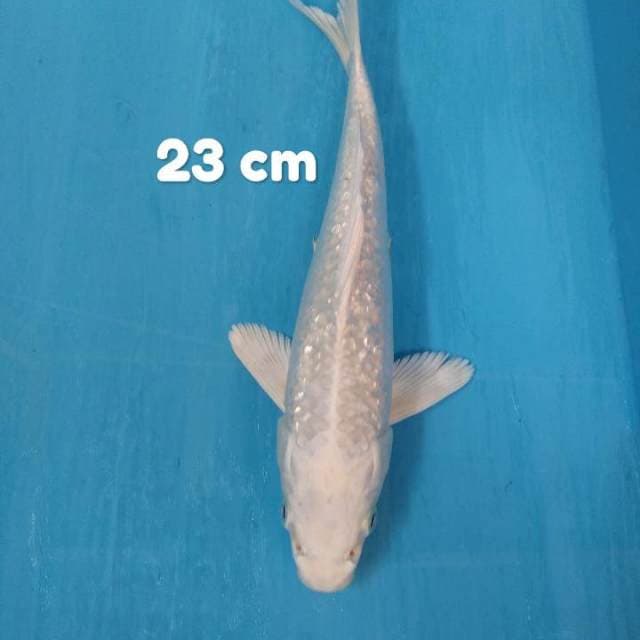 Platinum Ginrin 23 cm