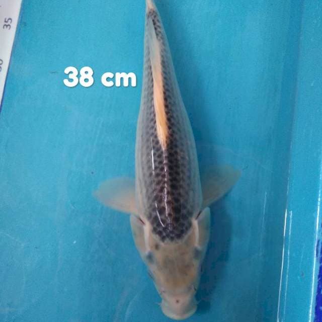 Asagi Jumbo 38 cm
