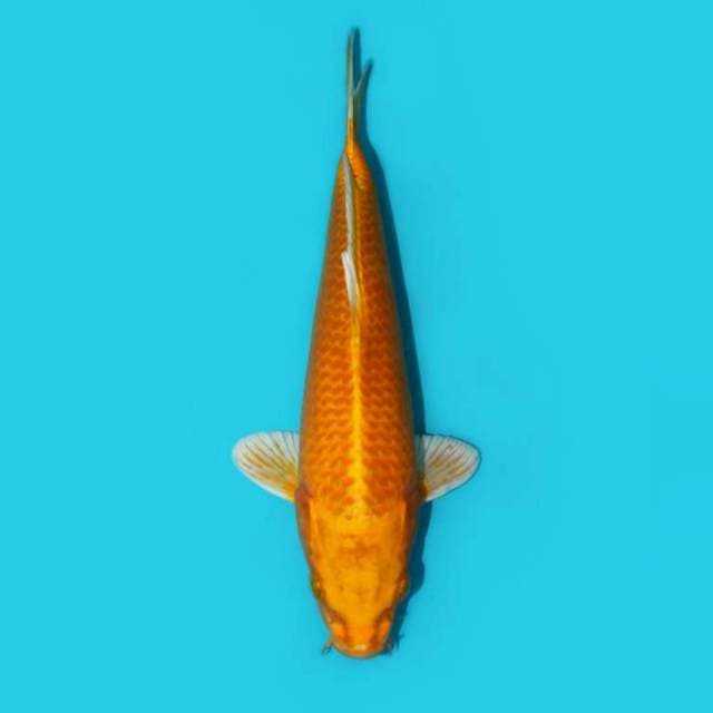 ORENJI OGON 28 CM