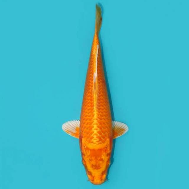 ORENJI OGON_29 CM