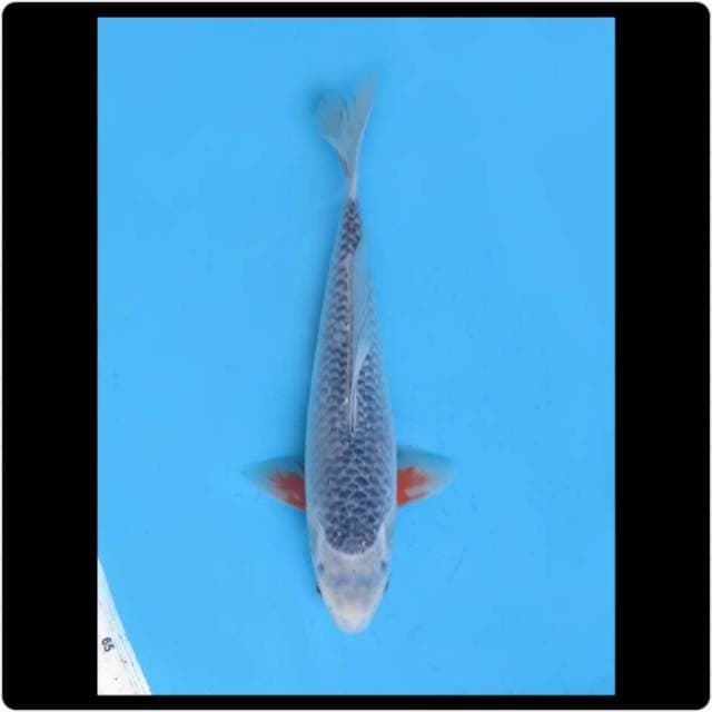 33cm - Male - Asagi Prospek 