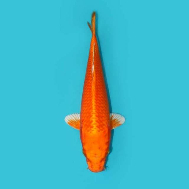 ORENJI OGON 29 CM