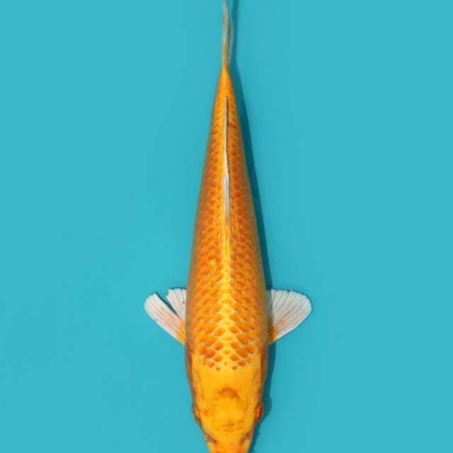 YAMABUKI OGON 28 CM