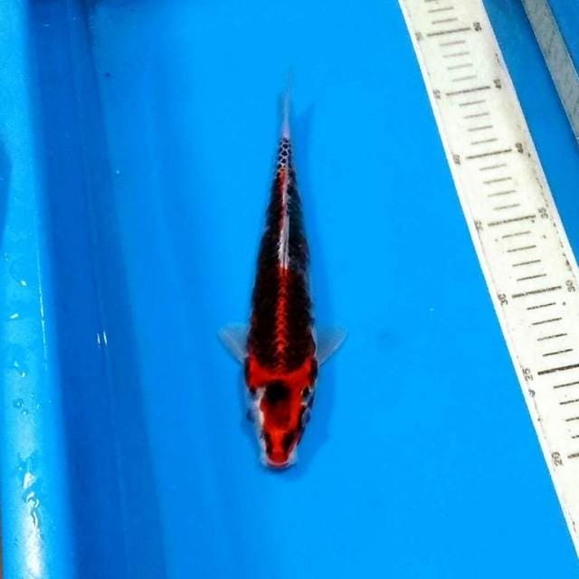 Benigingga 27cm