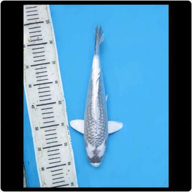 33cm - Male - Gin Kabuto SQ