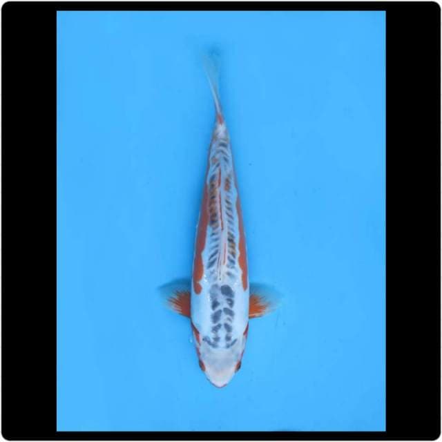 35cm - Female - F2 Shusui Calon Jumbo 
