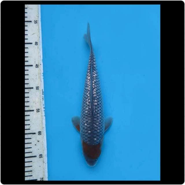 28cm - Male - Tancho Ochiba Full Ginrin 