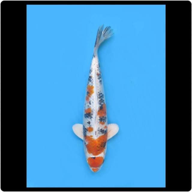33cm - Male - Super Koleksi Yamato 