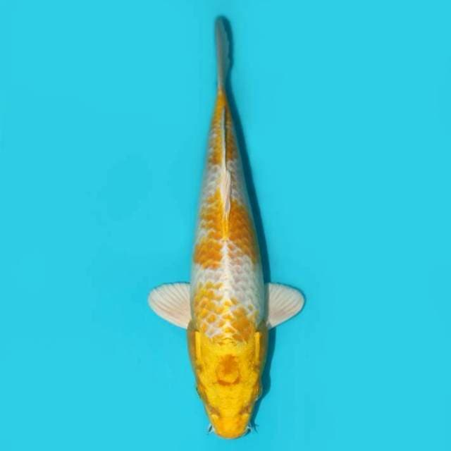 HARIWAKE 25 CM