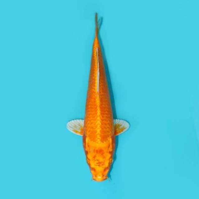 ORENJI OGON 25 CM