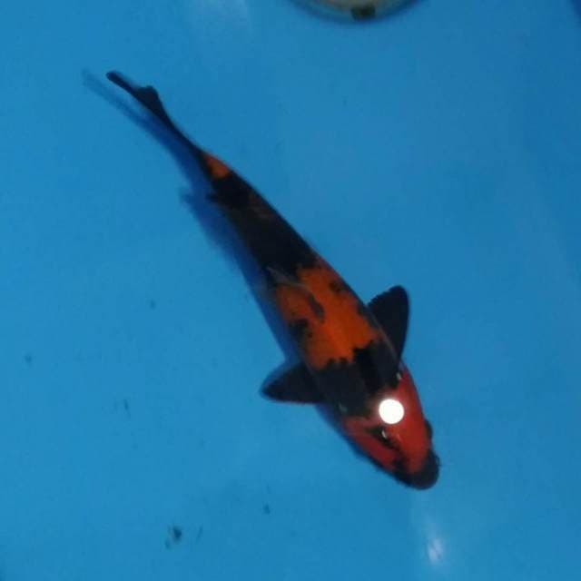 Hi Utsuri TATEGOI - 20cm
