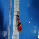 Sanke SQ POOL - 30cm